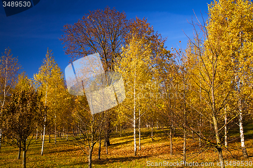 Image of   trees   in  autumn  