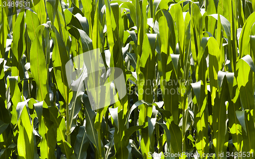 Image of corn leaves  