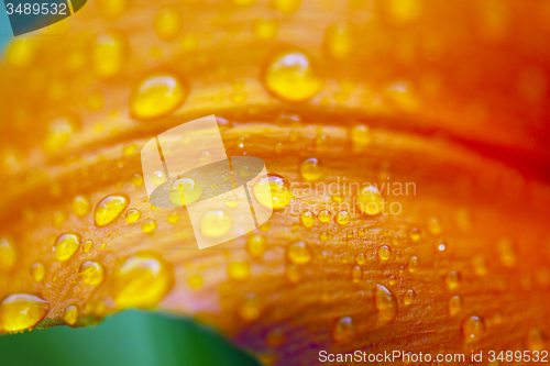 Image of lily petal  