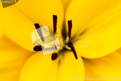 Image of yellow lily  