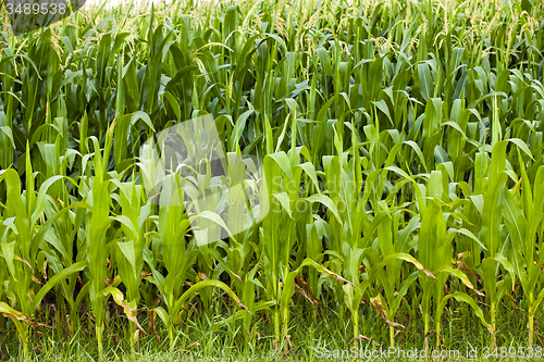 Image of corn leaves  