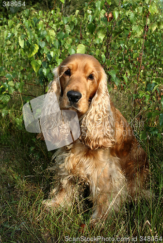 Image of cocker spaniel sitting outside