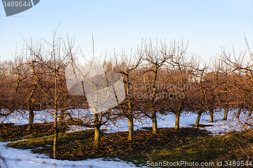 Image of apple-tree garden 