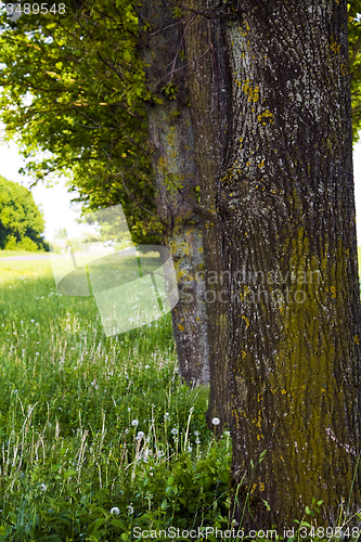 Image of   trees in  summer 