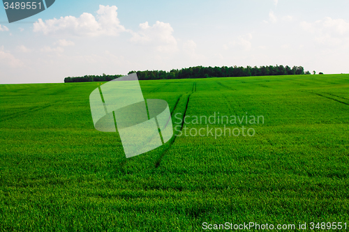 Image of  green unripe grains