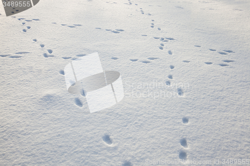 Image of traces on snow  