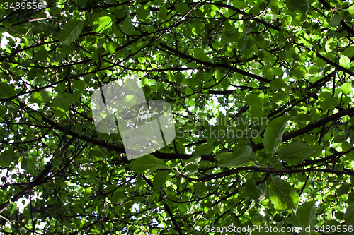 Image of   trees in  summer 