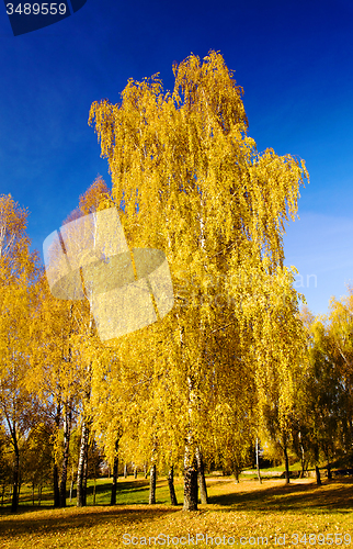 Image of   trees   in  autumn  