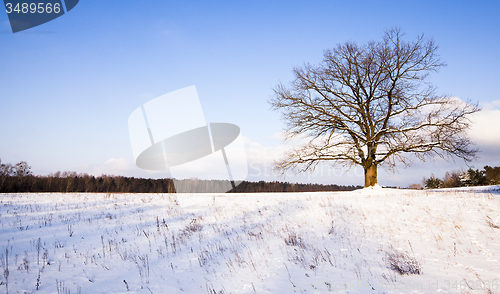 Image of tree in the winter  