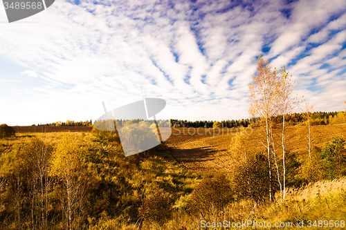 Image of   trees   in  autumn  