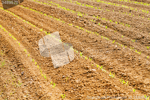 Image of agricultural field  