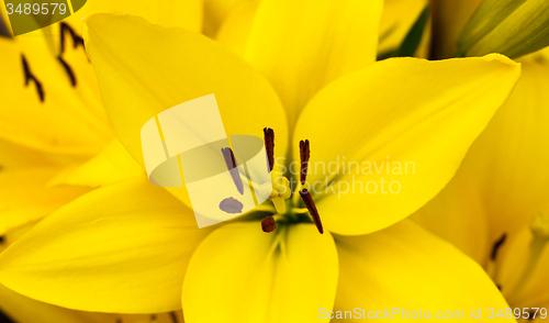 Image of yellow lily  