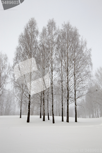 Image of trees in the winter 