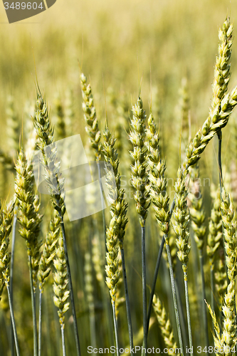 Image of unripe rye  