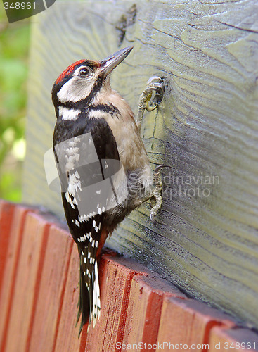 Image of woodpecker with a red top