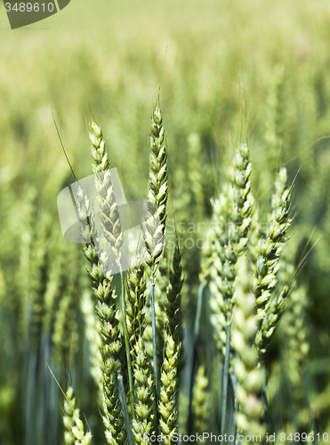 Image of rye ear  