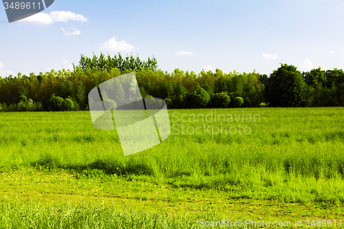 Image of  green unripe grains