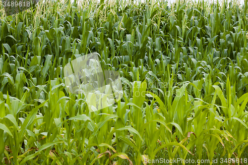 Image of corn leaves  