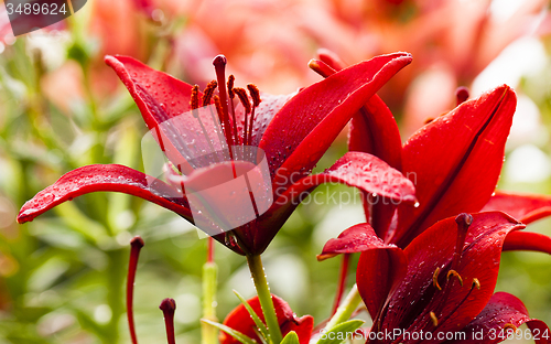 Image of blossoming lilies  