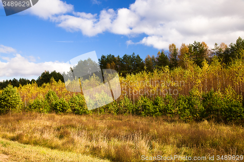 Image of   trees   in  autumn  