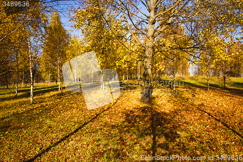 Image of   trees   in  autumn  