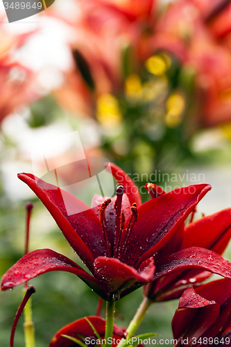 Image of blossoming lilies  