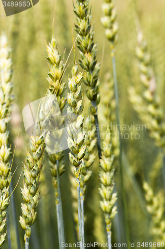 Image of rye ear 