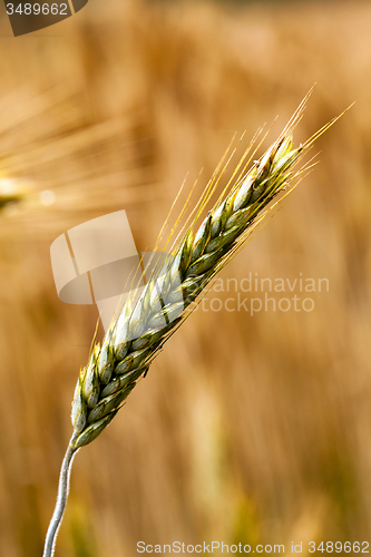 Image of turning green rye  