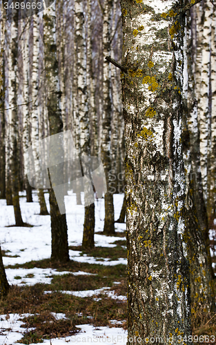 Image of birch trees   