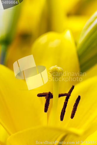 Image of yellow lily  