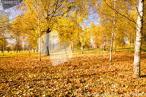 Image of   trees   in  autumn  