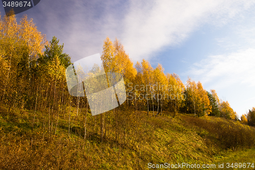 Image of   trees   in  autumn  