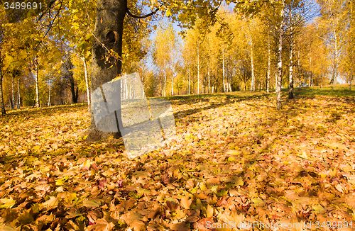 Image of   trees   in  autumn  