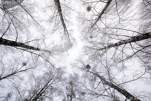 Image of winter forest  