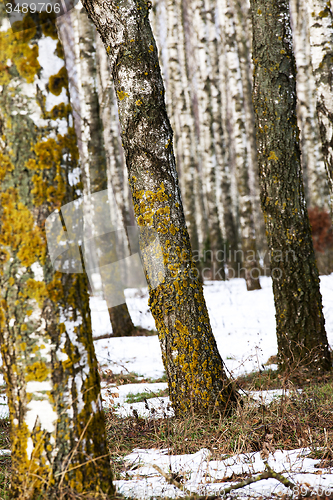 Image of winter forest  