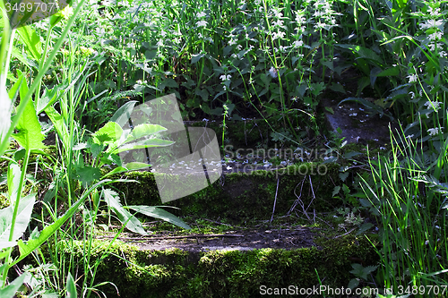 Image of   trees in  summer 