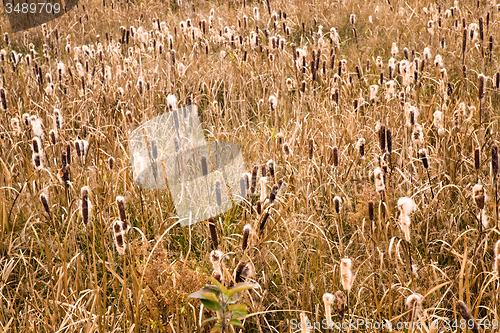 Image of  autumn 