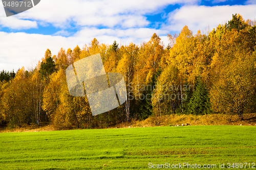 Image of   trees   in  autumn  