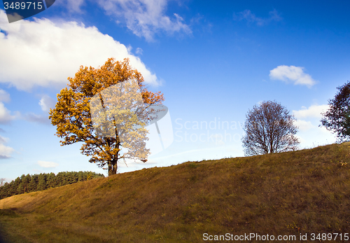 Image of   trees   in  autumn  