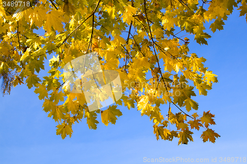 Image of   trees   in  autumn  