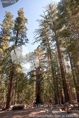 Image of Giant Sequoia in Yosemite