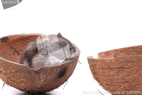 Image of dzungarian mouse in the coconut 