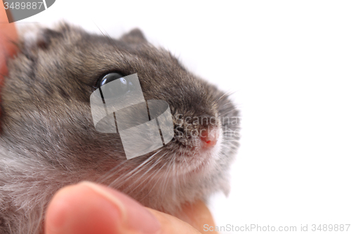 Image of dzungarian mouse