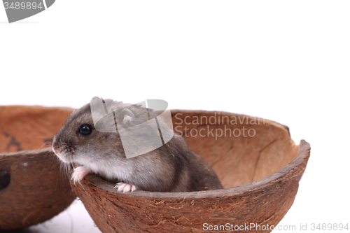 Image of dzungarian mouse in the coconut 