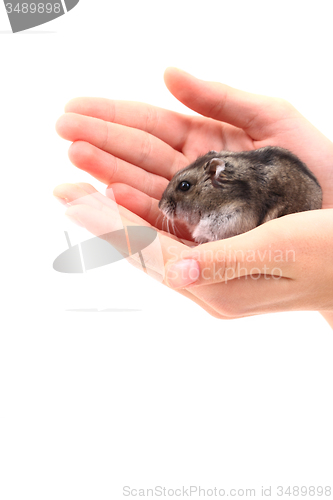 Image of dzungarian mouse