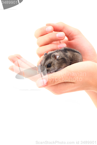 Image of dzungarian mouse