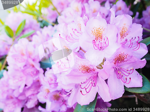 Image of Rhododendron flower, magenta color, at closeup