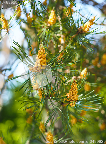 Image of Evergreen pollination on fir tree at closeup in forest