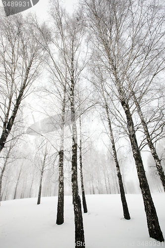 Image of winter forest  