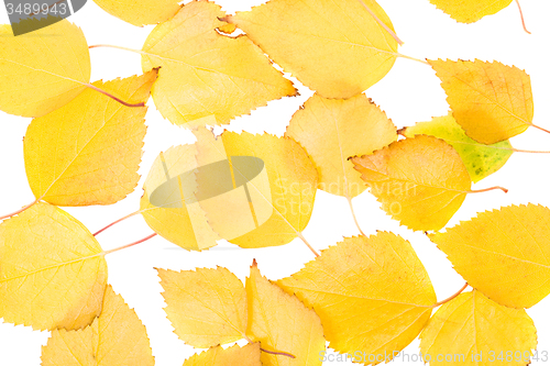 Image of   trees   in  autumn  